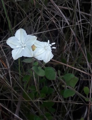 Jacquemontia curtisii