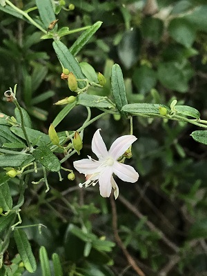 Jacquemontia havanensis