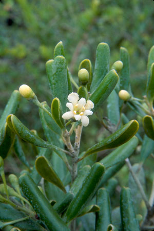 Jacquinia keyensis