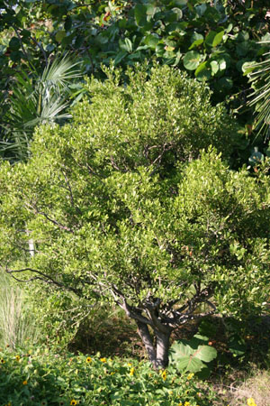 Jacquinia keyensis