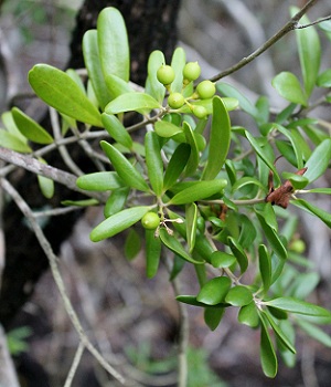 Jacquinia keyensis