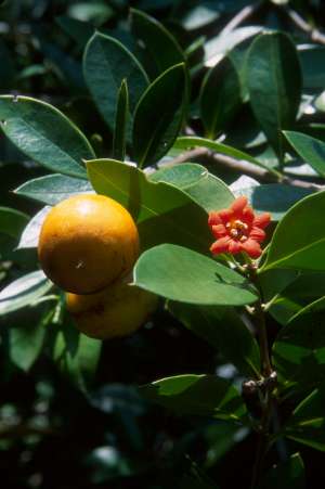 Jacquinia macrocarpa