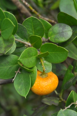 Jacquinia macrocarpa