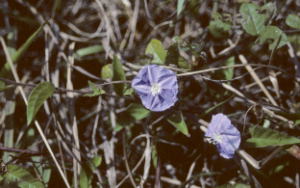 Jacquemontia pentanthos