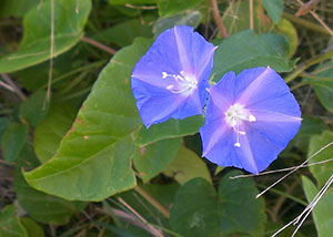 Jacquemontia pentanthos