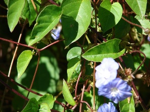 Jacquemontia pentanthos