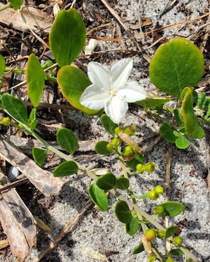 Jacquemontia reclinata