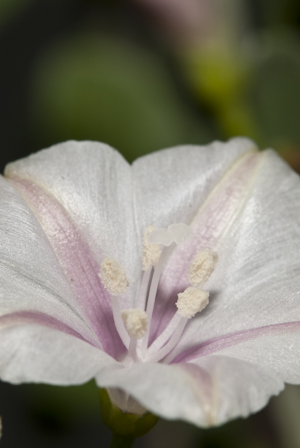 Jacquemontia reclinata