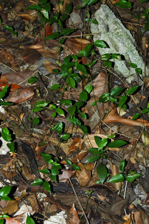 Jasminum dichotomum