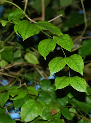 Jasminum dichotomum