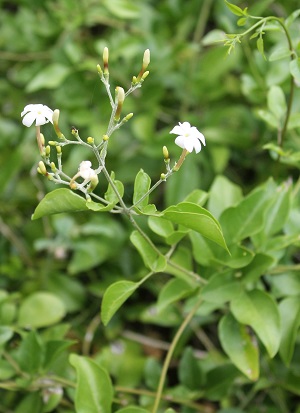 Jasminum fluminense