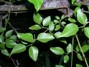 Jasminum fluminense