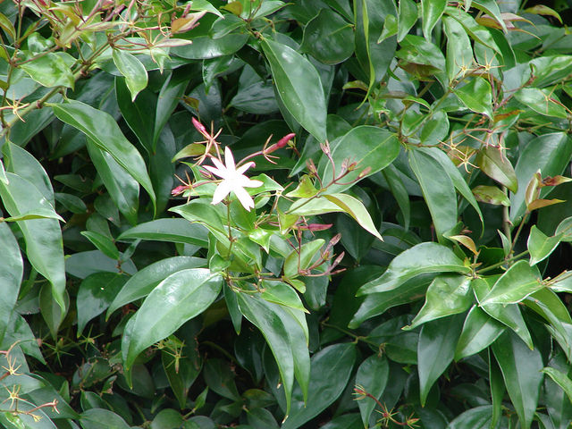 Jasminum laurifolium