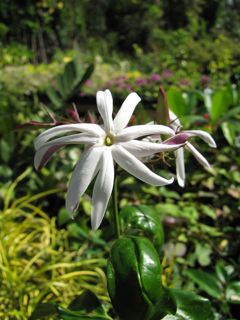 Jasminum laurifolium