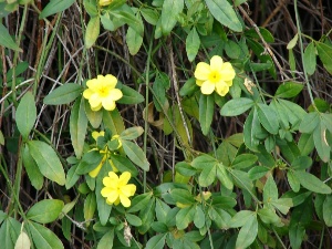 Jasminum mesnyi