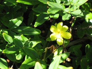 Jasminum mesnyi