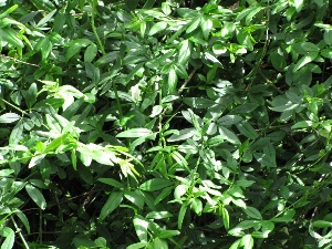 Jasminum mesnyi