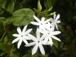 Jasminum multiflorum