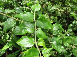 Jasminum multiflorum