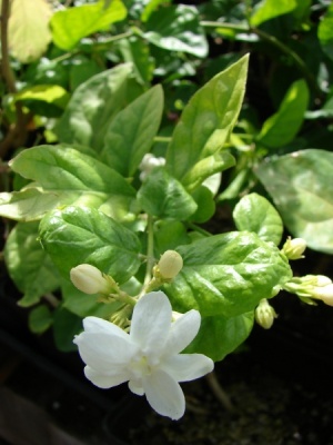 Jasminum sambac