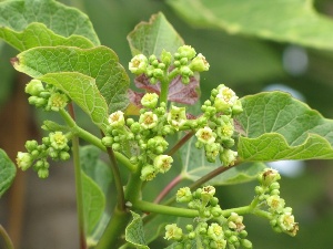 Jatropha curcas