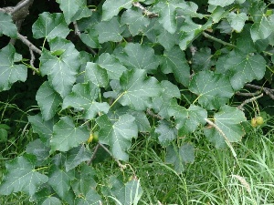 Jatropha curcas