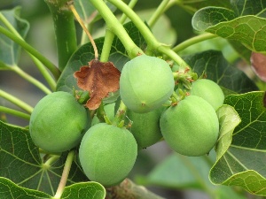 Jatropha curcas