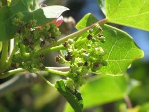 Jatropha curcas