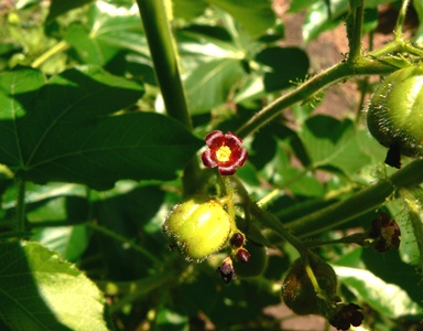 Jatropha gossypiifolia