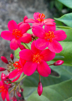 Jatropha integerrima