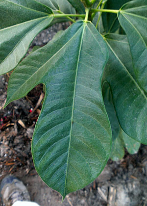 Jatropha integerrima