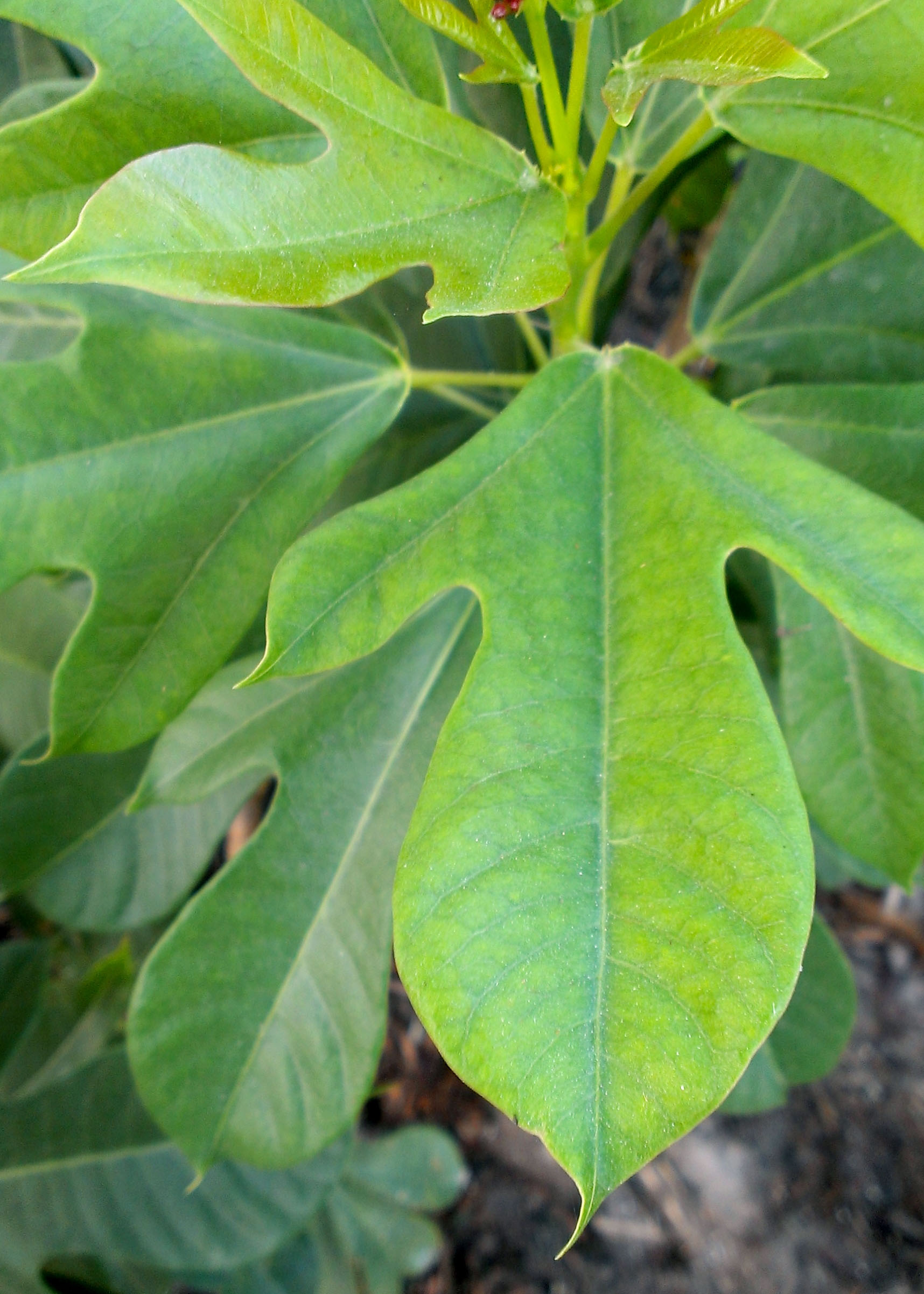 Jatropha integerrima