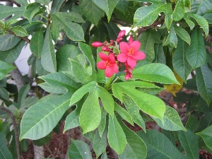 Jatropha integerrima