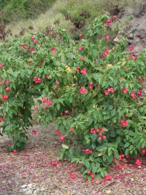 Jatropha integerrima