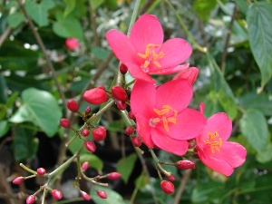 Jatropha integerrima