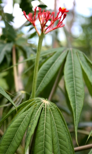 Jatropha multifida