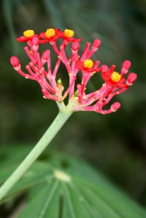 Jatropha multifida