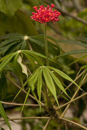 Jatropha multifida