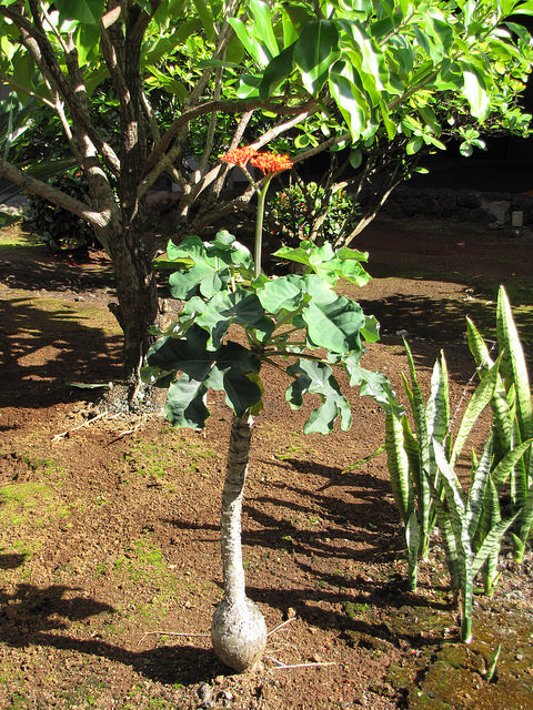 Jatropha podagrica