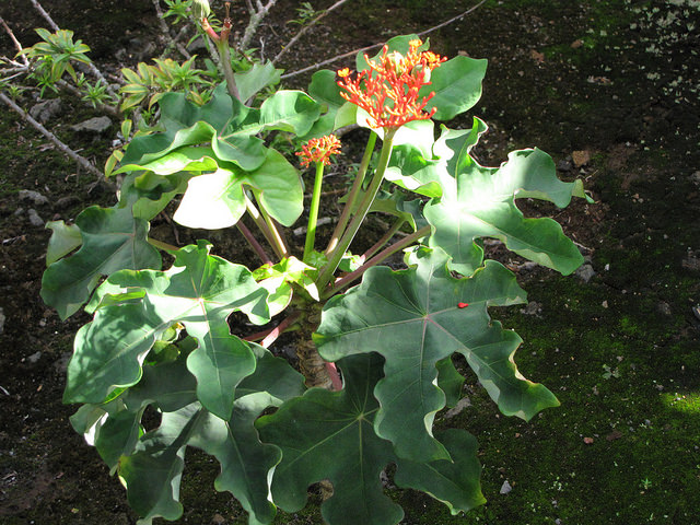 Jatropha podagrica