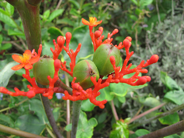 Jatropha podagrica