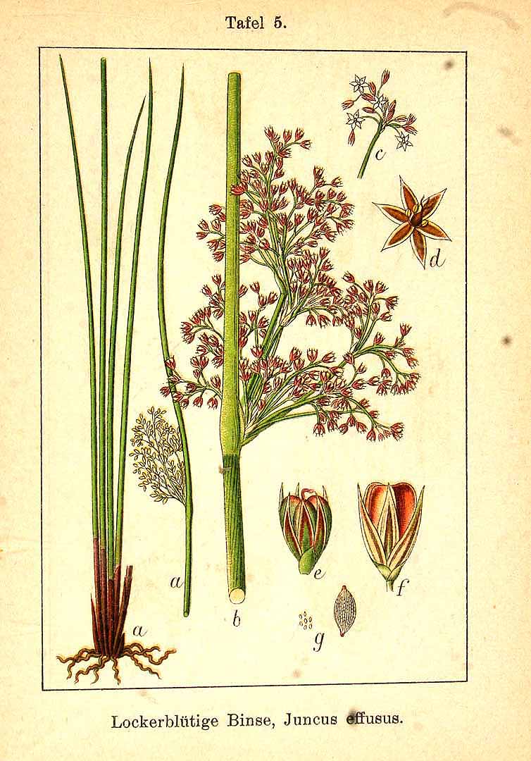 Juncus effusus