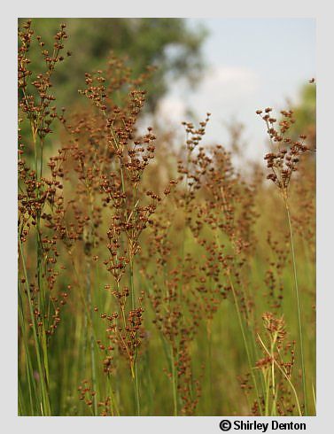 Juncus marginatus