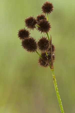 Juncus megacephalus