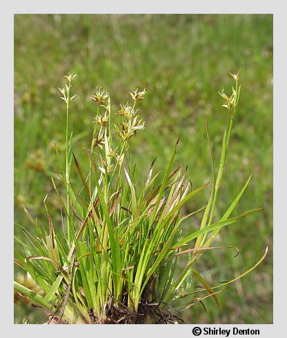 Juncus repens