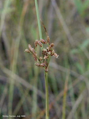 Juncus roemerianus