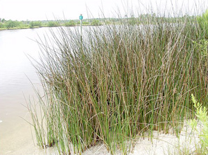 Juncus roemerianus