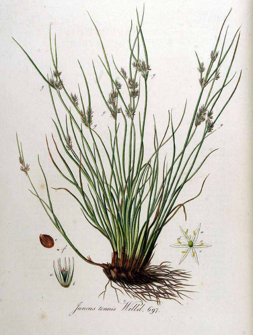 Juncus tenuis