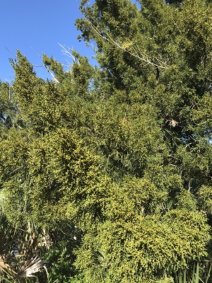 Juniperus virginiana