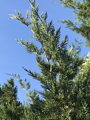 Juniperus virginiana